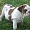 Affectionate-english-bulldogs-available-for-x-mas