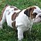 Affectionate-english-bulldogs-available-for-x-mas
