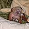 Adorable-twin-baby-face-capuchin-monkeys-for-sale