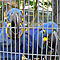 Hyacinth-macaw-parrots-for-sale