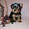 Two-cute-and-adorable-yorkie-puppies-for-adoption-mirastutes-yahoo-com