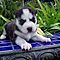 Pure-bred-siberian-husky-puppies-available