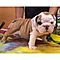 Amazing-and-beautiful-bulldog-puppies-for-adoption