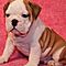 English-bulldog-puppies-for-sale