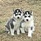 Adorable-siberian-husky-puppies