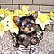 Adorable-baby-yorkie-puppies-for-x-mas