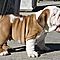 English-bulldog-puppies-excellent-quality