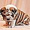 Out-standing-english-bulldog-puppies-for-re-homing