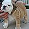 Akc-adorable-english-bulldog-puppies-for-rehoming