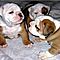 Cute-english-bulldog-puppies-for-rehoming