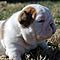 English-bulldog-puppies-ready-for-new-homes