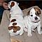 Angelic-akc-english-bulldog-puppies-for-rehoming