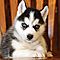 Siberian-husky-puppies-healthy-and