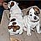 Two-english-bulldog-puppies-for-adoption