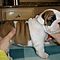 Precious-english-bulldog-puppies-for-adoption