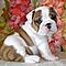 Pure-bred-english-bully-pups-for-adoption