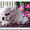 Akc-english-bulldog-puppies-for-adoption