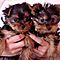 Cute-adorable-yorkie-puppies