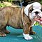 Home-raised-english-bulldog-puppies-for-adoption
